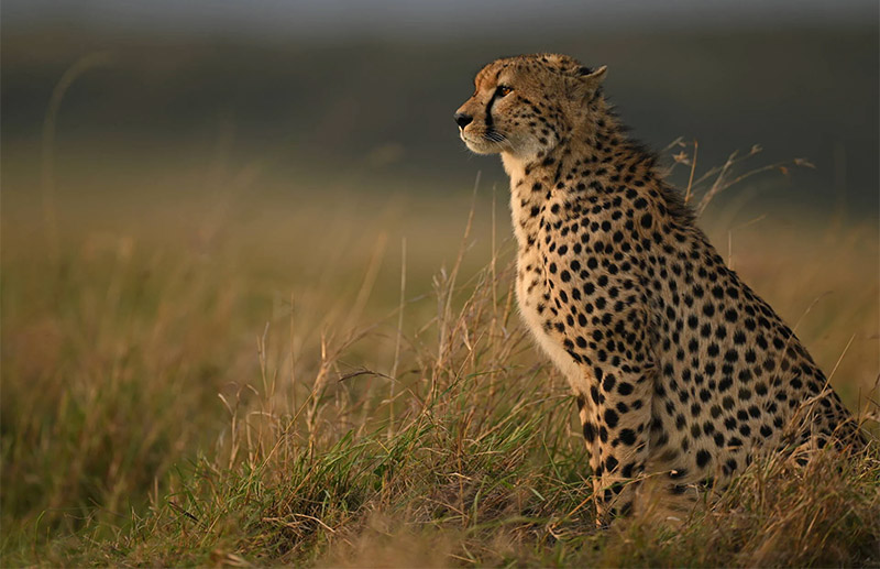 Leopard auf Safari
