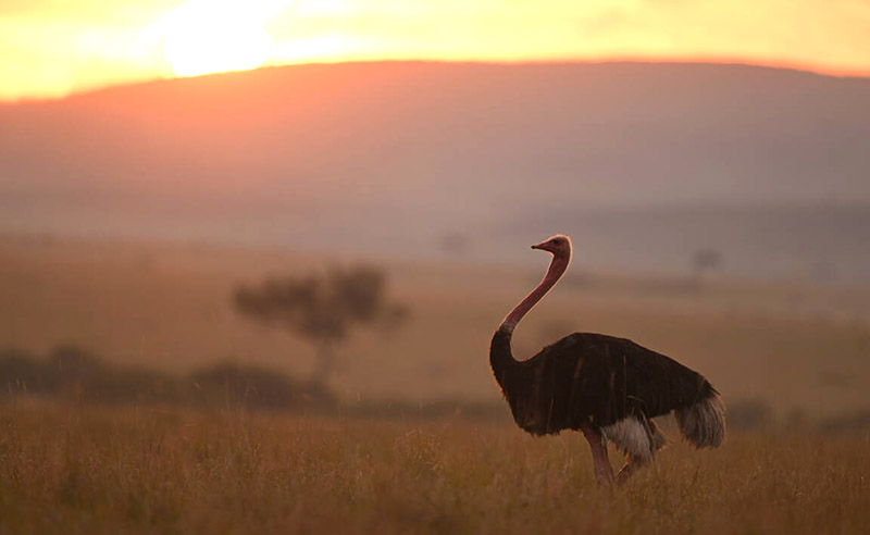 Emu auf Safari